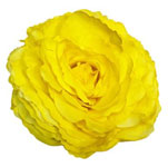 King Large Rose. Yellow Flamenco Flower. 17cm 7.480€ #504190119AMRLL